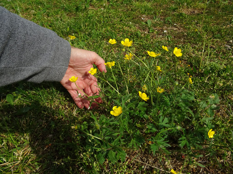 Ranunculus bulbosus - Ranunculaceae